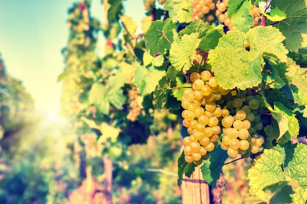 Bando de uvas orgânicas — Fotografia de Stock