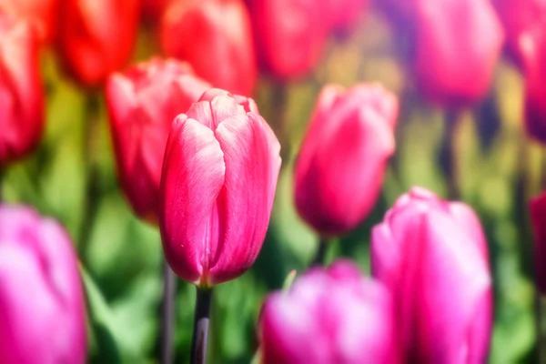 Prachtige veelkleurige tulpen — Stockfoto
