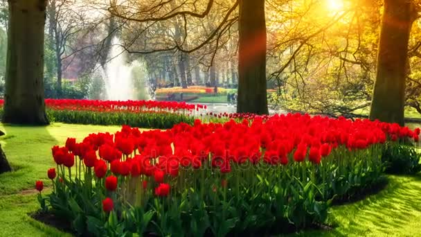krásné červené tulipány