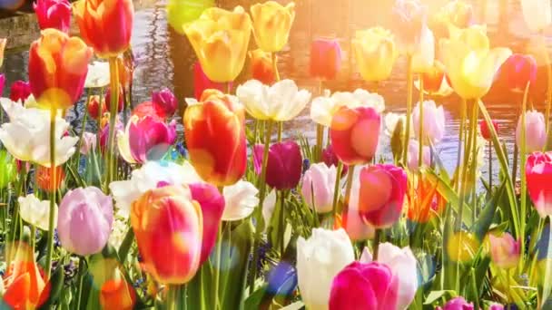 Multicolor tulpen veld. — Stockvideo