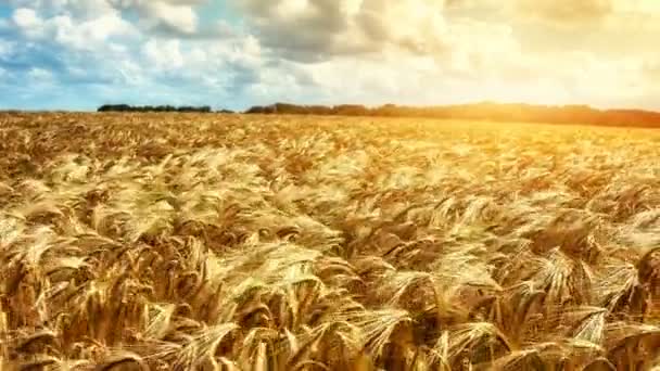 Campo de trigo dorado en día soleado — Vídeos de Stock