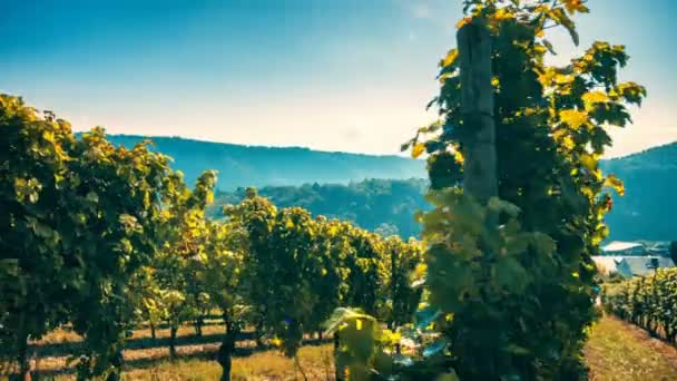 Herfst wijngaarden en biologische druivensap — Stockvideo