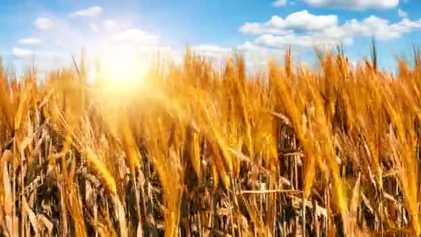 Шипы пшеницы на ветру — стоковое видео