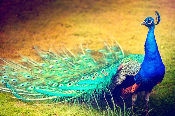 Peacock walking on green grass — Stock Photo, Image