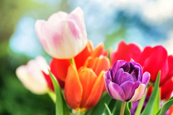 Kytice z barevných tulipánů — Stock fotografie