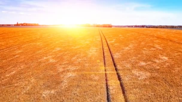Altın buğday tarlası — Stok video