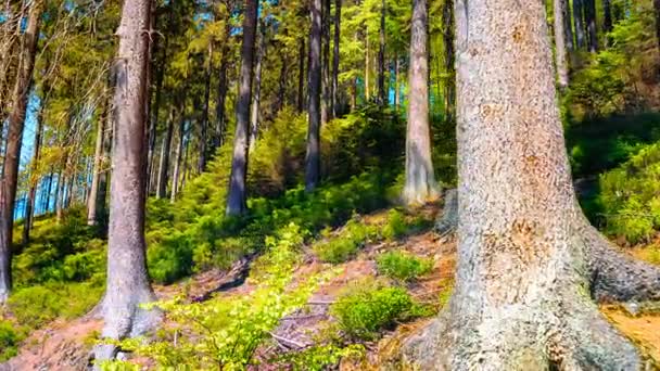 Bosque de verano con pinos — Vídeos de Stock