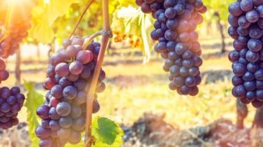 Olgun kırmızı üzüm, üzüm bağı