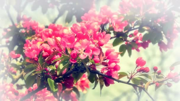Цветущие цветы вишни — стоковое видео