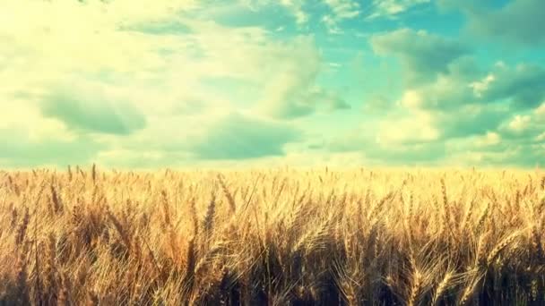 Weizenfeld unter bewölktem Himmel — Stockvideo