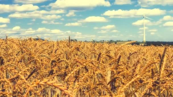 Пшеничное поле под облачным небом — стоковое видео