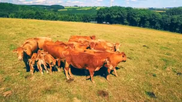 Mucche in piedi sul prato — Video Stock