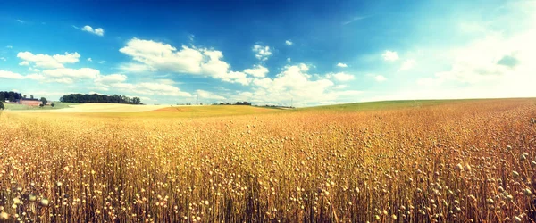 Сільськогосподарський пейзаж з полем насіння льону — стокове фото