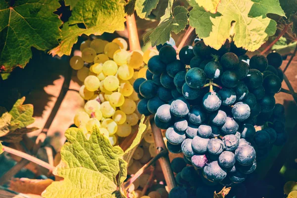 Vinhas do Outono e uvas biológicas — Fotografia de Stock