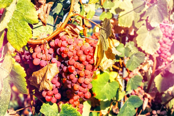 Herfst wijngaarden en biologische druivensap — Stockfoto