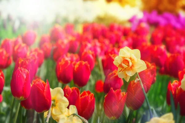 Blühende rote Tulpen — Stockfoto