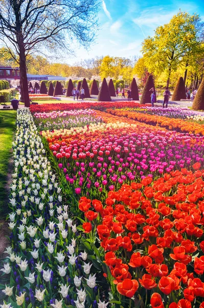 Spring landscape with multicolor tulips — Stock Photo, Image