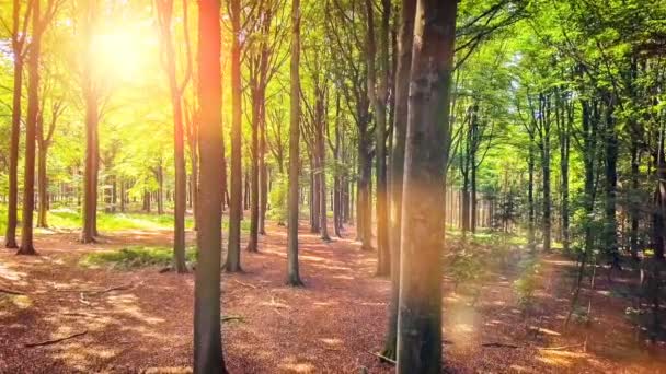 夏の森風景 — ストック動画