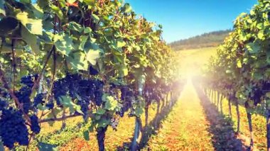 Bağ alanı satırı