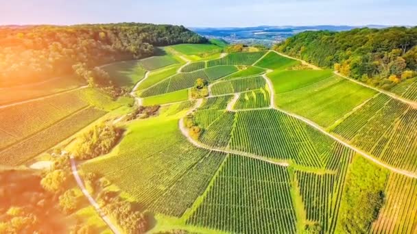 Schöne Sommerlandschaft — Stockvideo