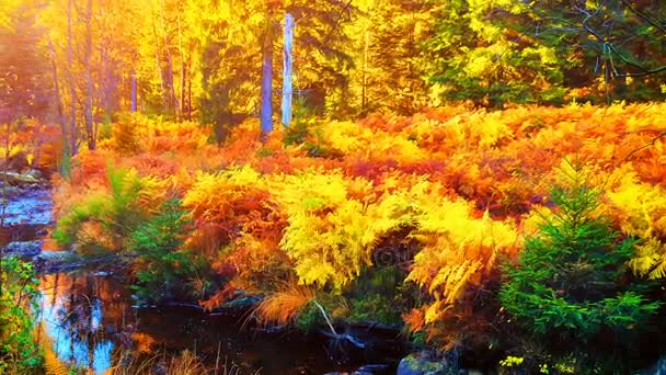 Río tranquilo en el bosque — Vídeo de stock