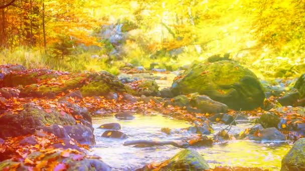 Спокійній річці в лісі — стокове відео