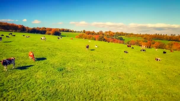 Campo verde con vacas de pastoreo — Vídeos de Stock