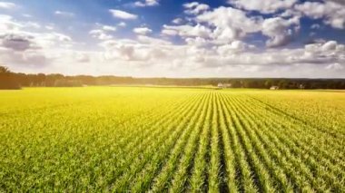 Yeşil mısır bitkileri