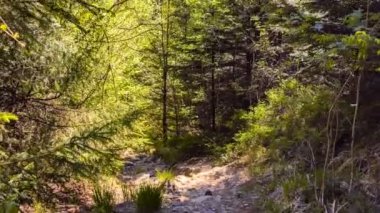 Yaz Ormanı Manzarası