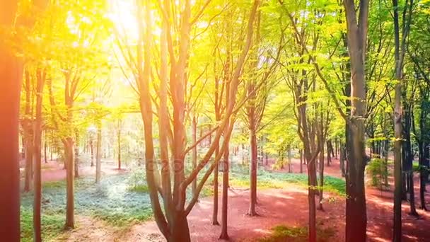 起飞和空中鸟瞰的夏季森林 自然背景 — 图库视频影像