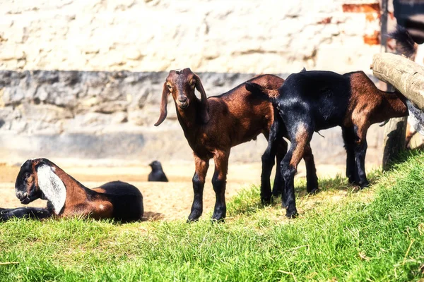 Paisagem agrícola com cabras de pastagem — Fotografia de Stock