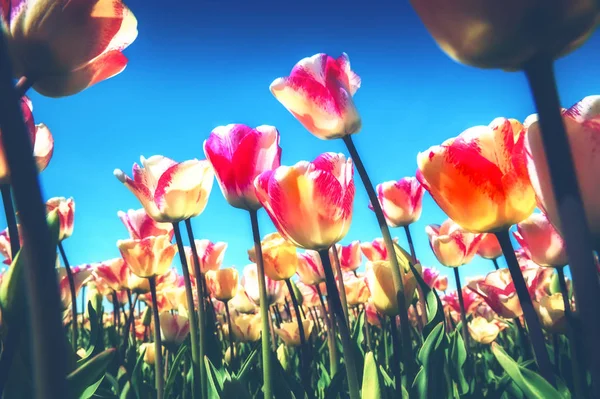 Весенний Пейзаж Красивыми Желтыми Розовыми Тюльпанами — стоковое фото