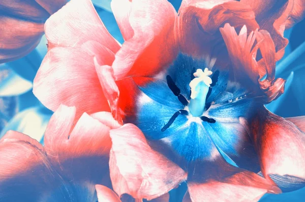 Крупный План Цветущего Красного Тюльпана Винтажном Стиле — стоковое фото