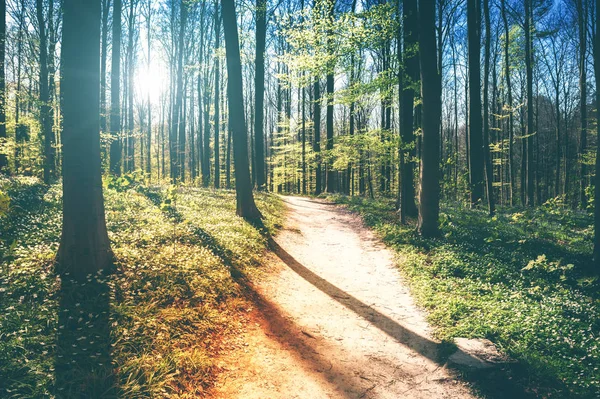 Paisaje de primavera con camino forestal — Foto de Stock