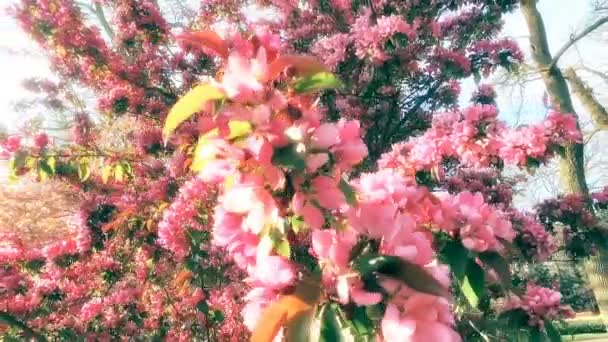 Vue Des Arbres Fleurs Colorées Lumineuses — Video