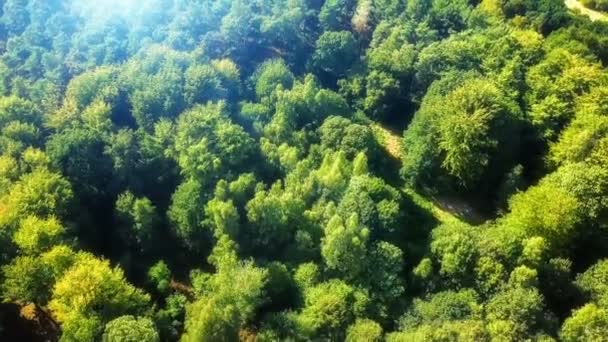 Vista Dall Alto Della Foresta Mattutina Verde Brillante — Video Stock