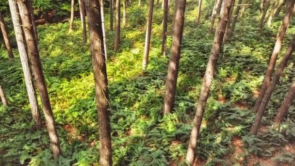 Vue Forêt Matin Vert Vif — Video