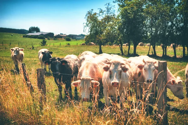 Herd Young Calves Looking Camera Summer Green Field Agricultural Background — Stock Photo, Image