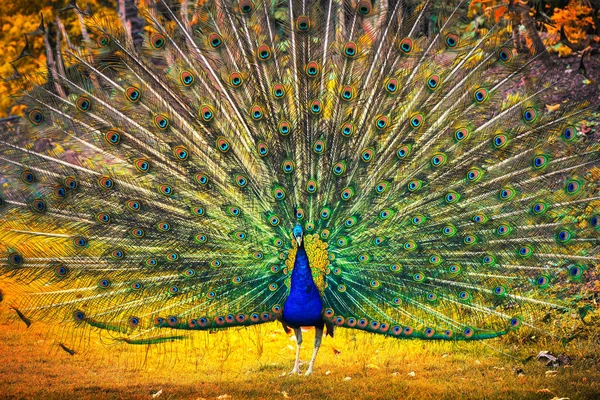 Pokazano Jego Pióra Niebieski Paw Piękny Ptak Tło — Zdjęcie stockowe