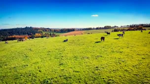 Campo verde con vacas de pastoreo — Vídeo de stock