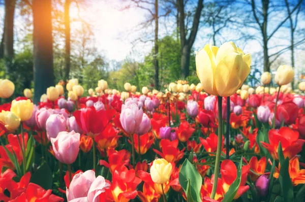 Voorjaarslandschap Met Veelkleurige Tulpen Natuur Achtergrond — Stockfoto