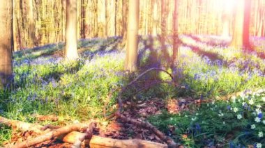 Güzel manzara bahar orman ile. Bluebells ve windflowers orman doğa arka plan. 