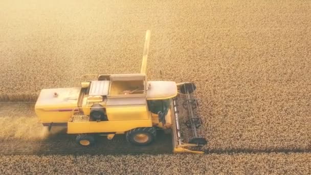 Aerial View Combine Harvester Wheat Field Agricultural Background — Stock Video