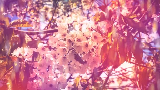 Fleurs Cerisier Sur Fond Ciel Bleu Fond Naturel Ultra Haute — Video