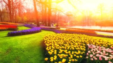 Bahçenizi günbatımı arka plan üzerinde Park'ın bahçesinde boyunca hareket