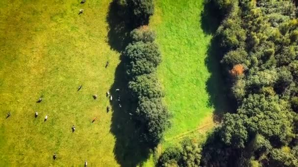 Zielone pole z wypasu krów — Wideo stockowe