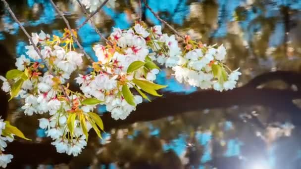 Zár-megjelöl kilátás virágzó cseresznye fa ágai nyugodt víz felett