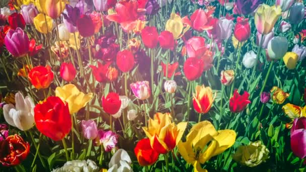 Bellissimi Fiori Tulipano Nel Prato Nella Soleggiata Giornata Primaverile — Video Stock