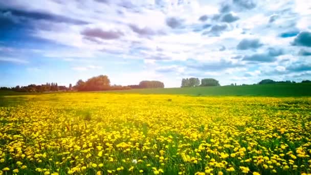 Green Meadow Yellow Flowers Blue Sky Clouds Sunny Day — Stock Video