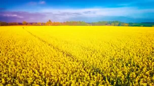 Aerial View Summer Countryside Rapeseed Fields Nature Background — Stock Video